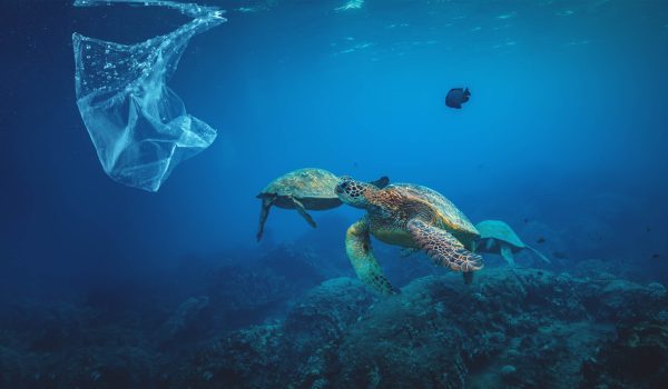 Underwater background animal sea turtles with floating plastic bag in ocean, Water Environmental Pollution Problem